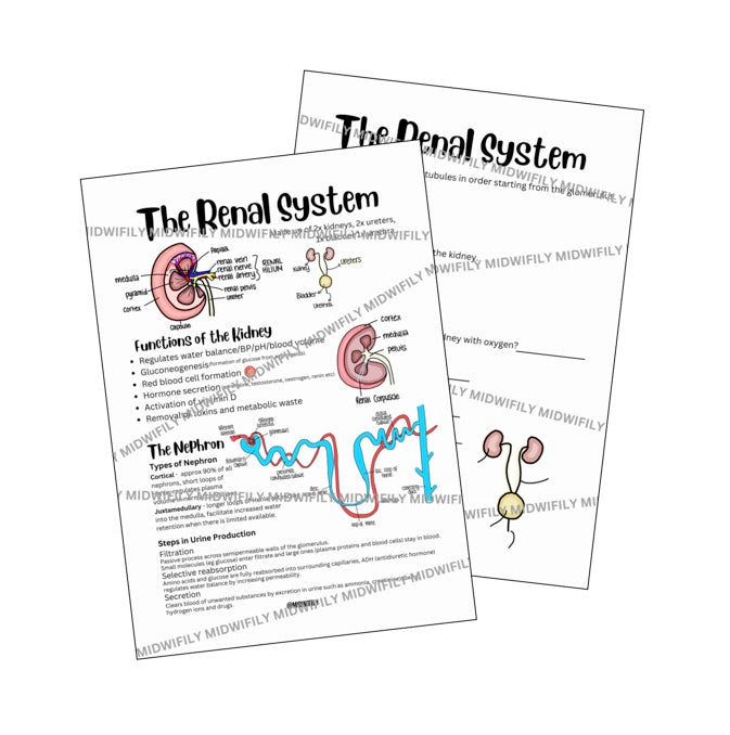 Renal System Poster