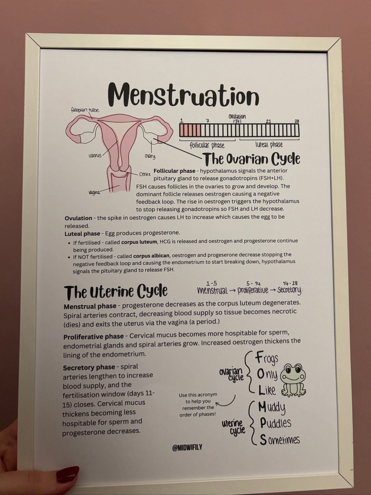 Menstruation Poster