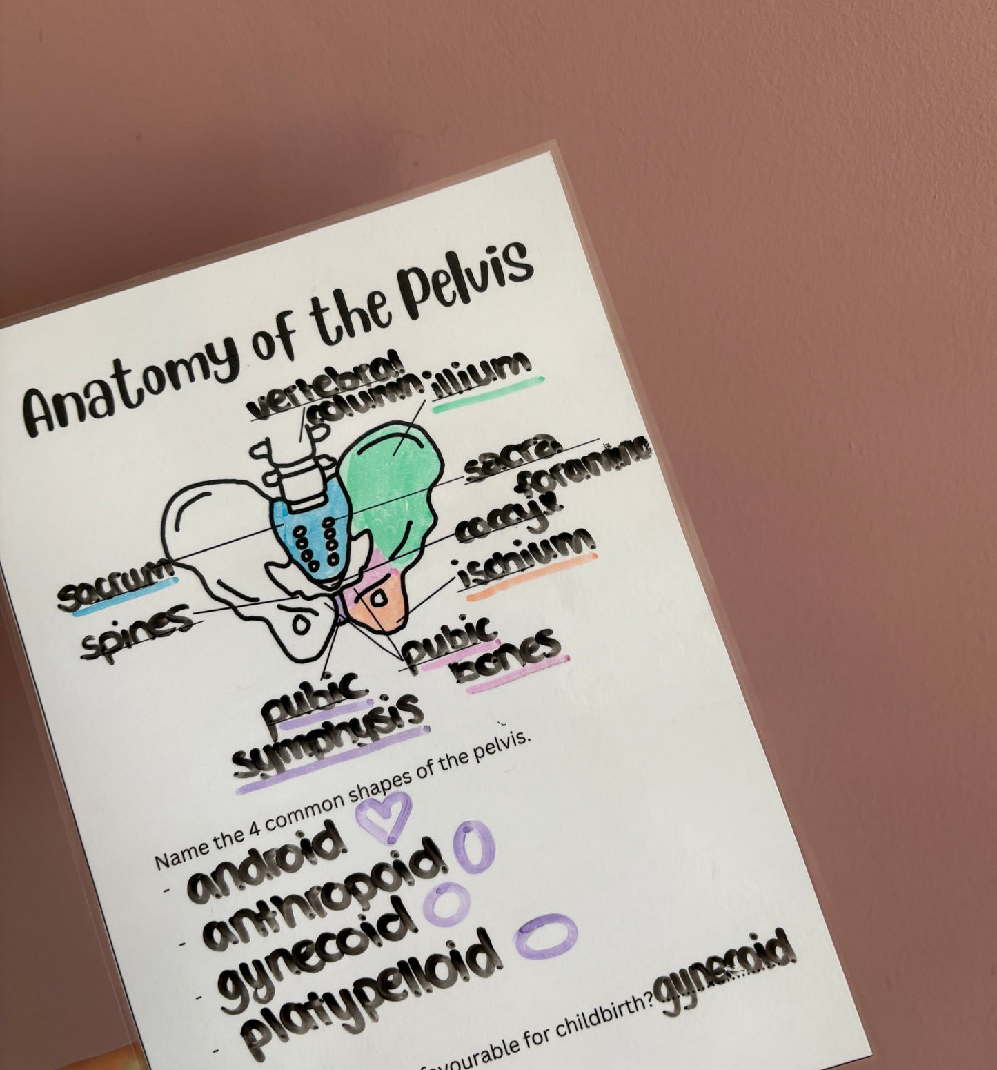 Pelvis Anatomy Poster
