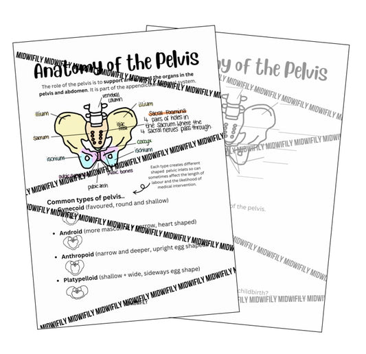 Pelvis Anatomy Poster